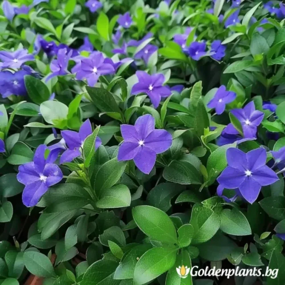 Винка малка Мария