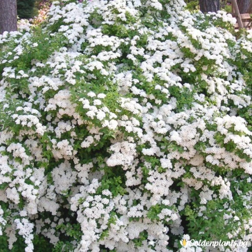 Спирея Японика Юнска булка