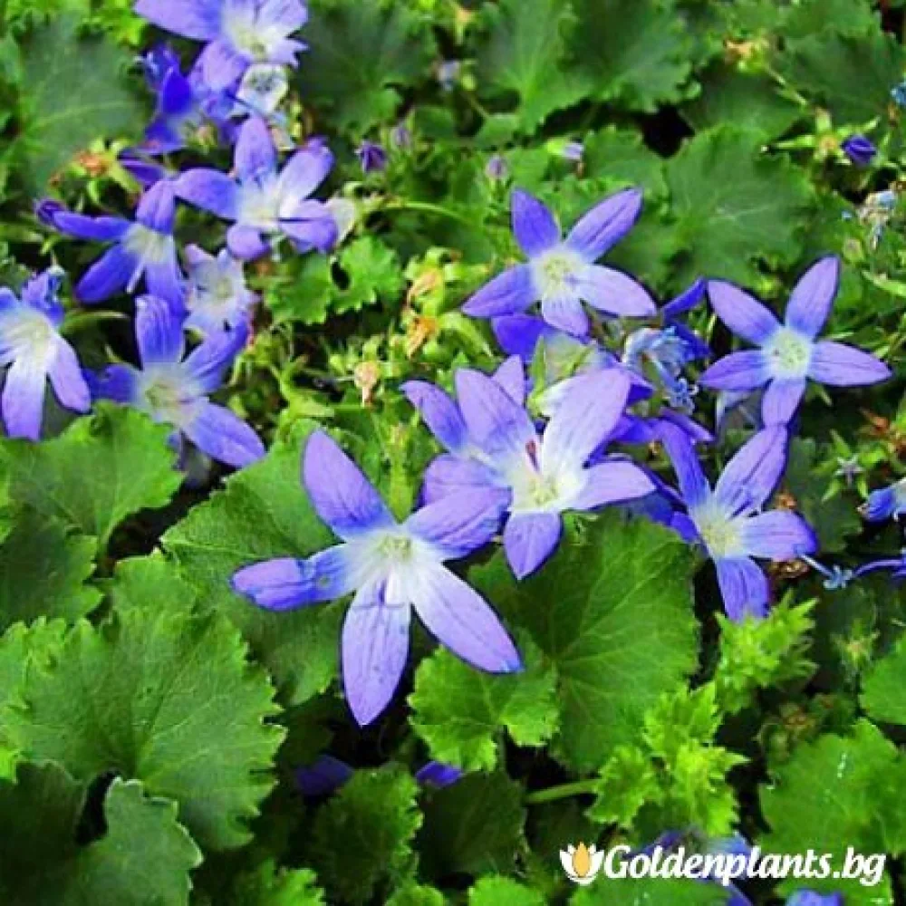 Кампанула синя