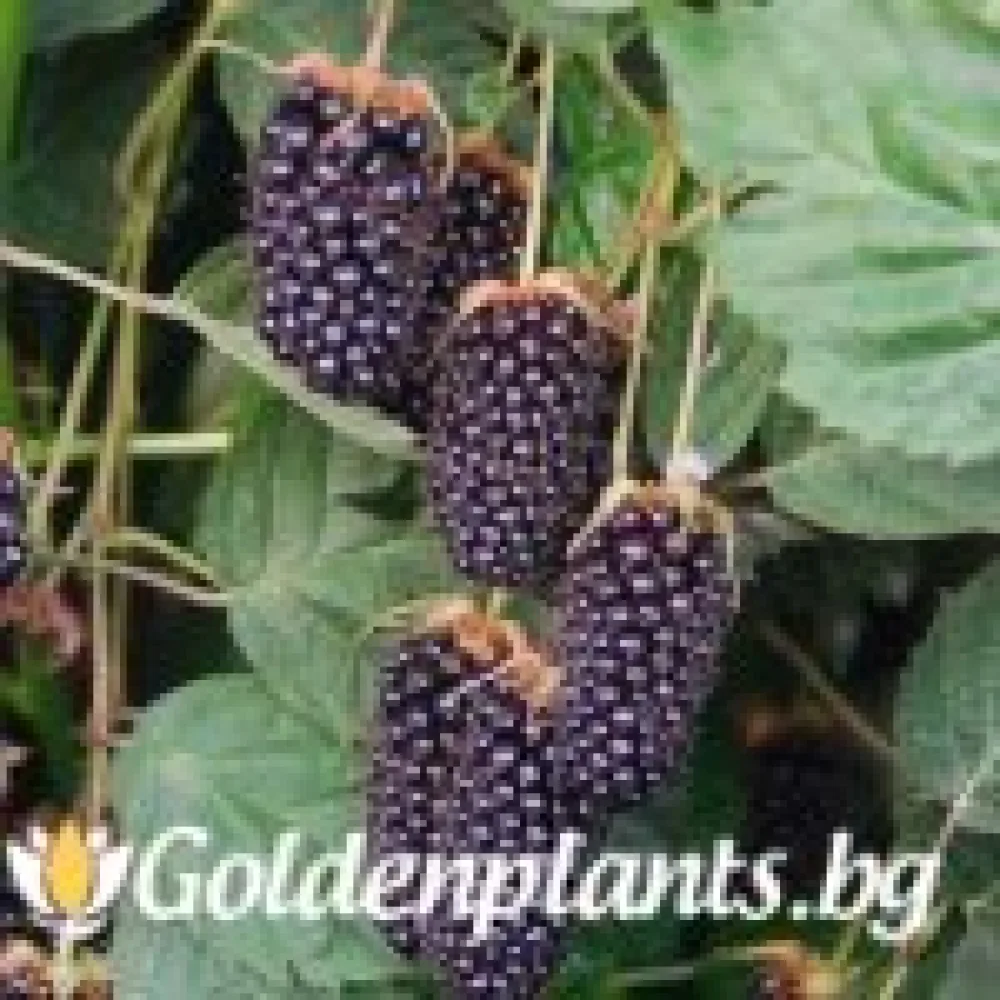 Къпина Колумбийска звезда