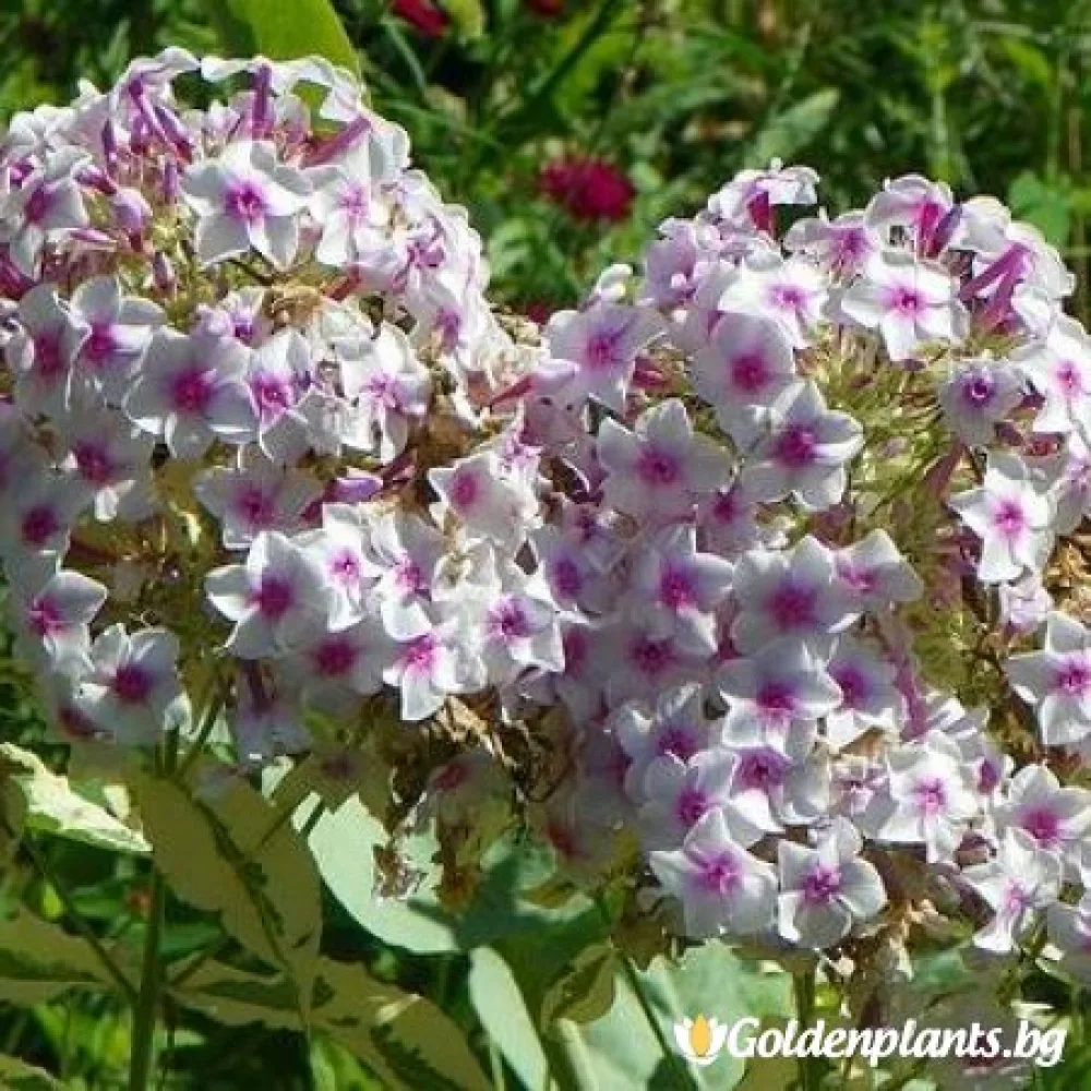 Алпийски флокс шарен