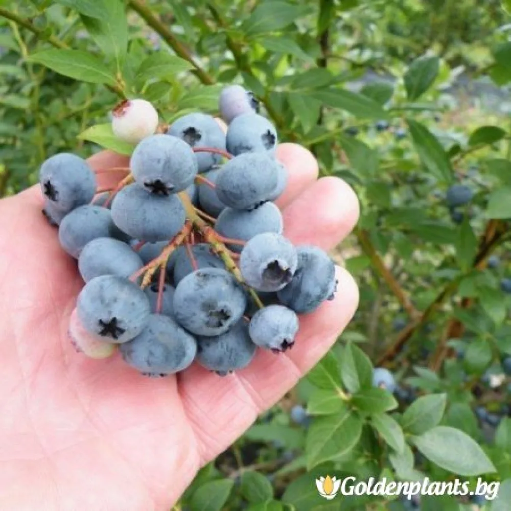 Американска боровинка Легаси