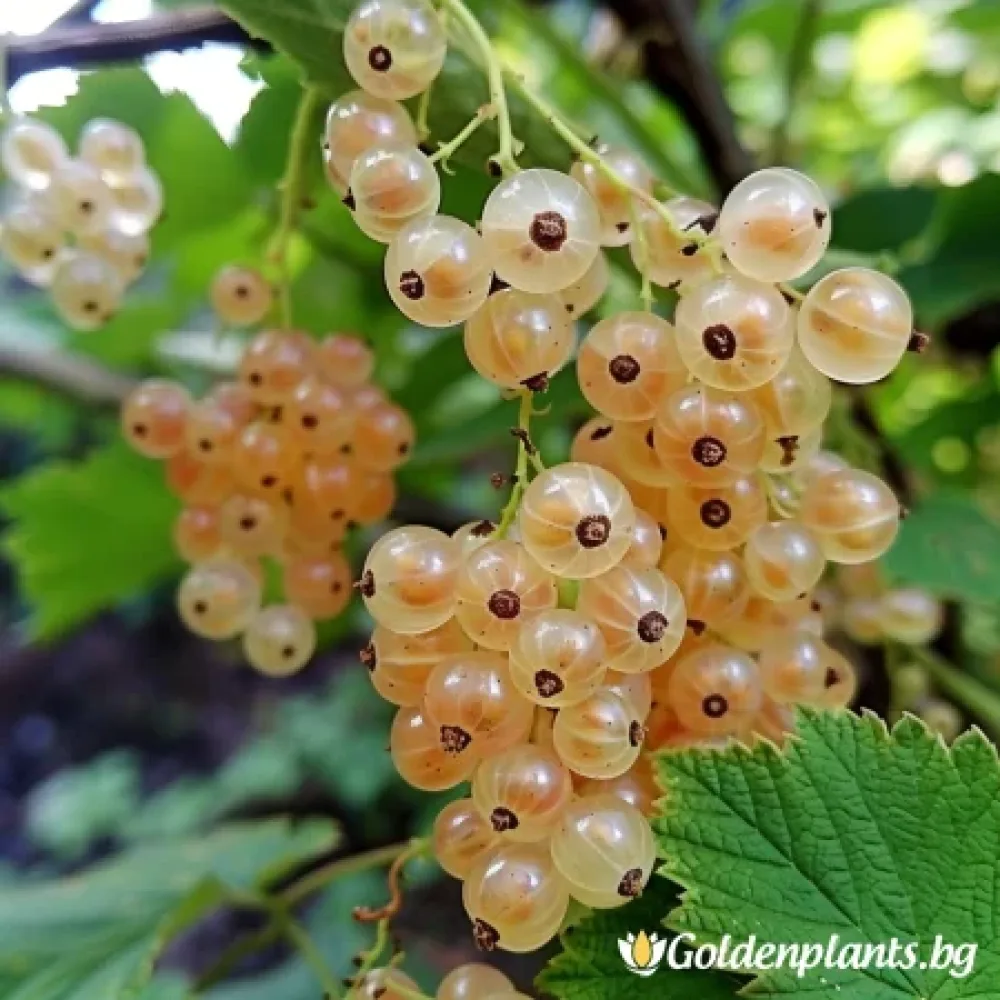 Касис Бял