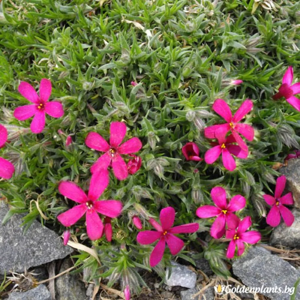Алпийски Флокс Цикламено червен / Phlox (D) Ochsenblut