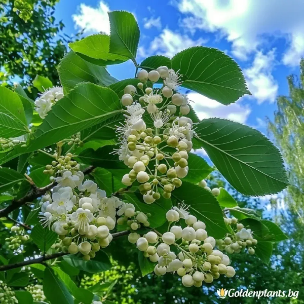 Офика Бяла 120см