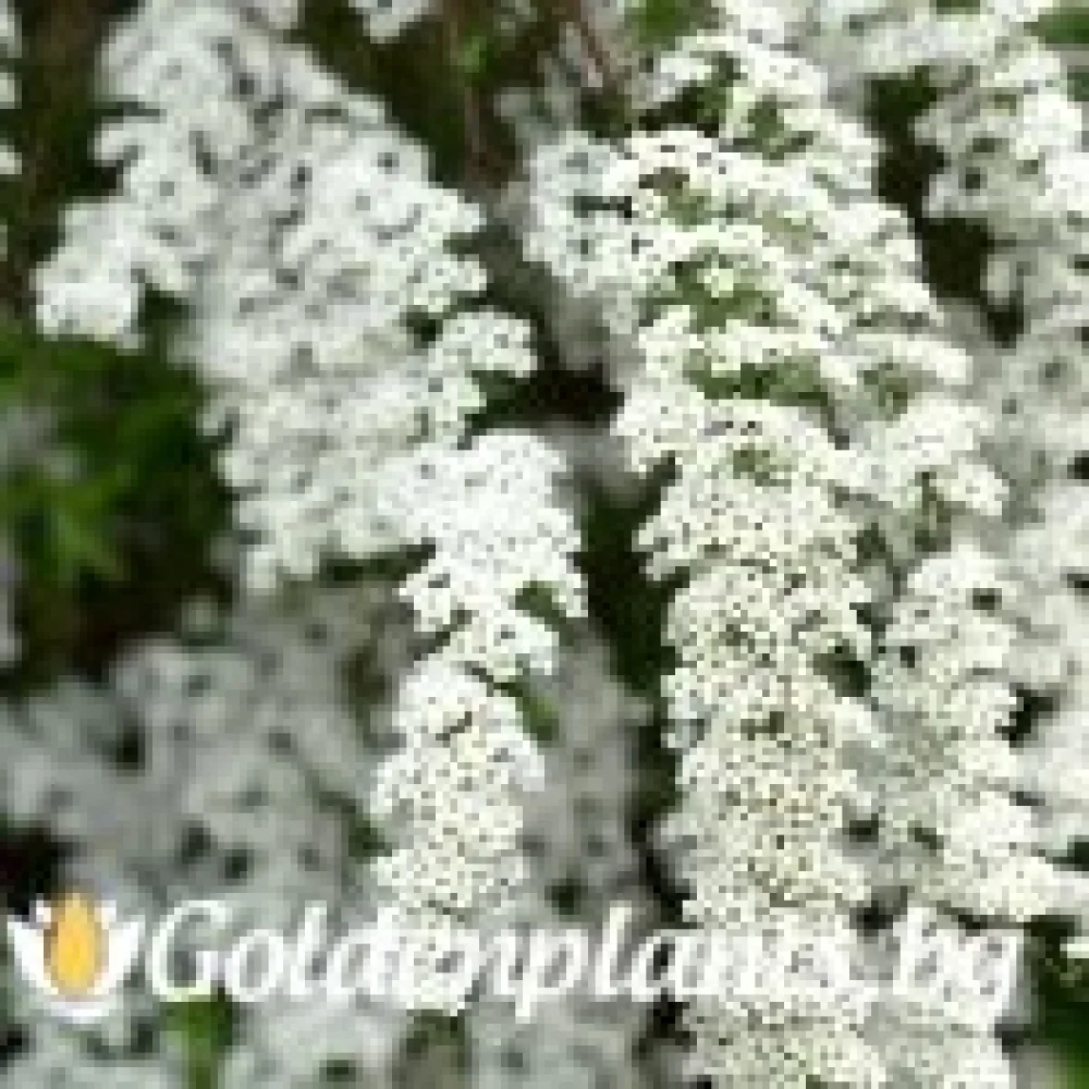 Спирея Aргута - 30 - 40 см