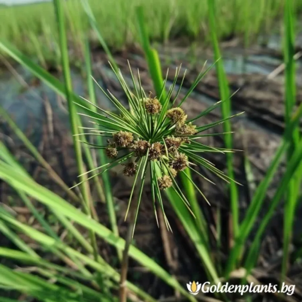 Морски Ситник
