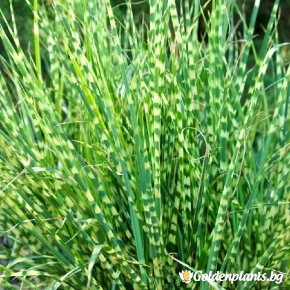 Мискантус - Китайски камъш, Царска тръстика
