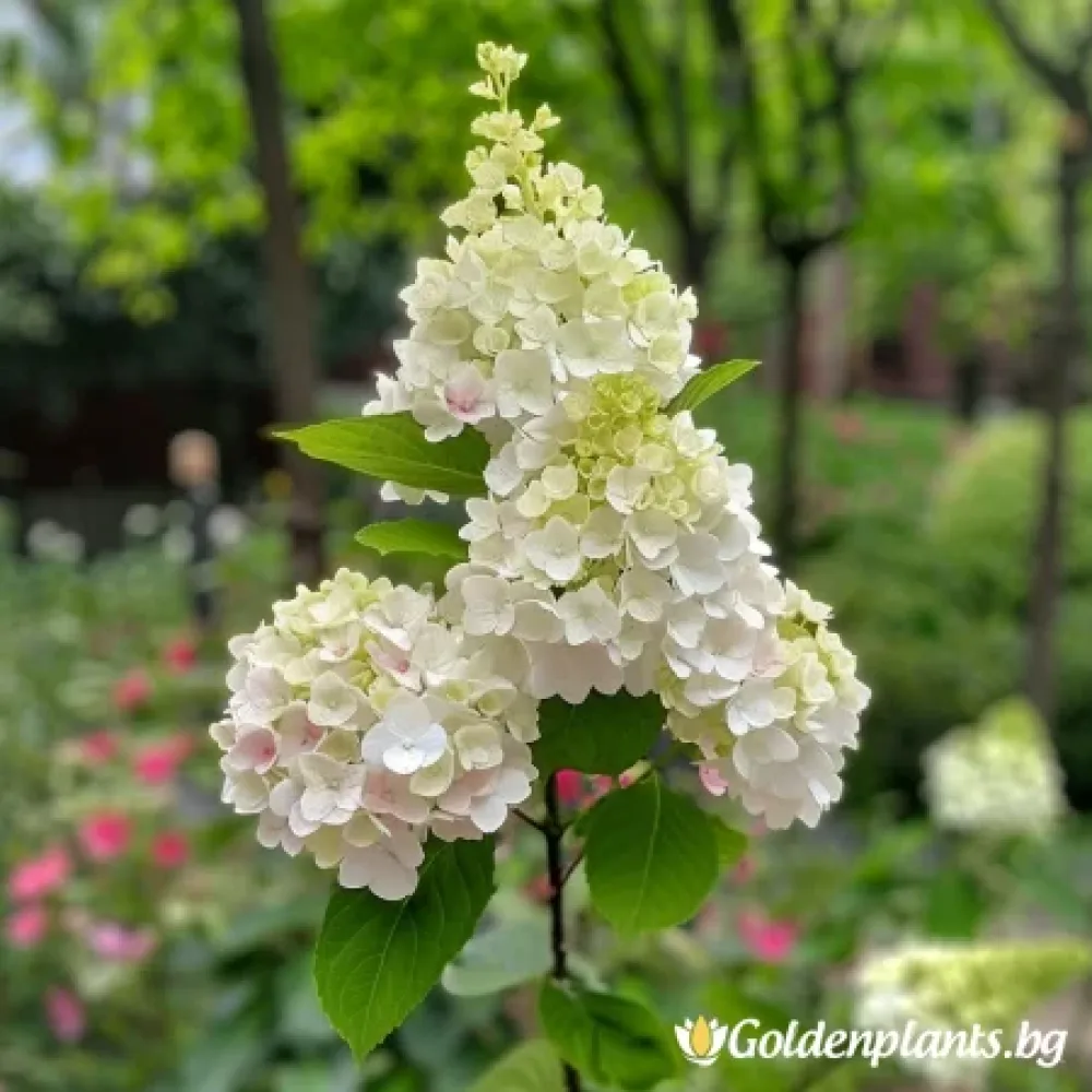 Хортензия Херкулес