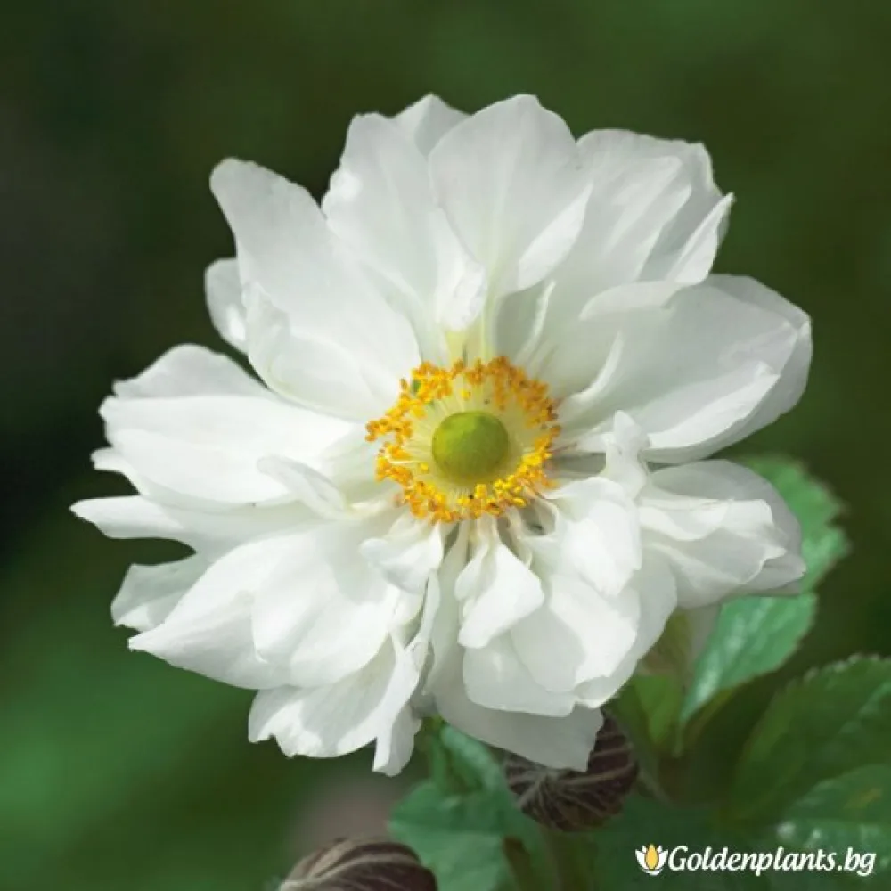 Японско Анемоне Вихрушка