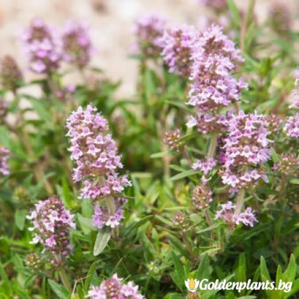 Мента