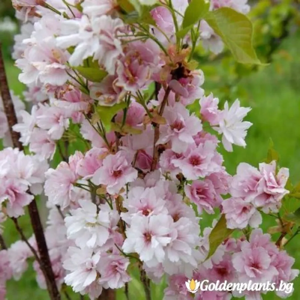 Японска вишна Аманогава 140-160 см