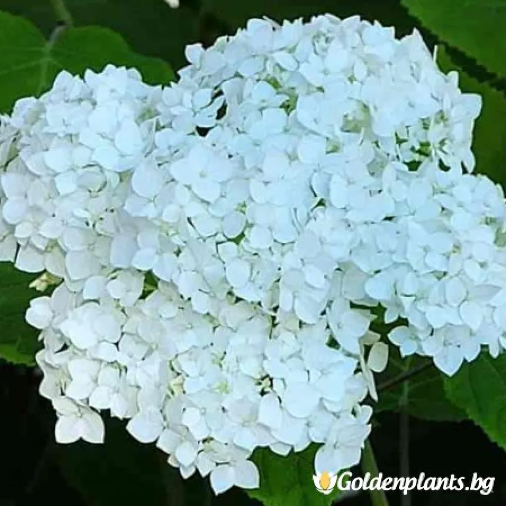 Хортензия бяла