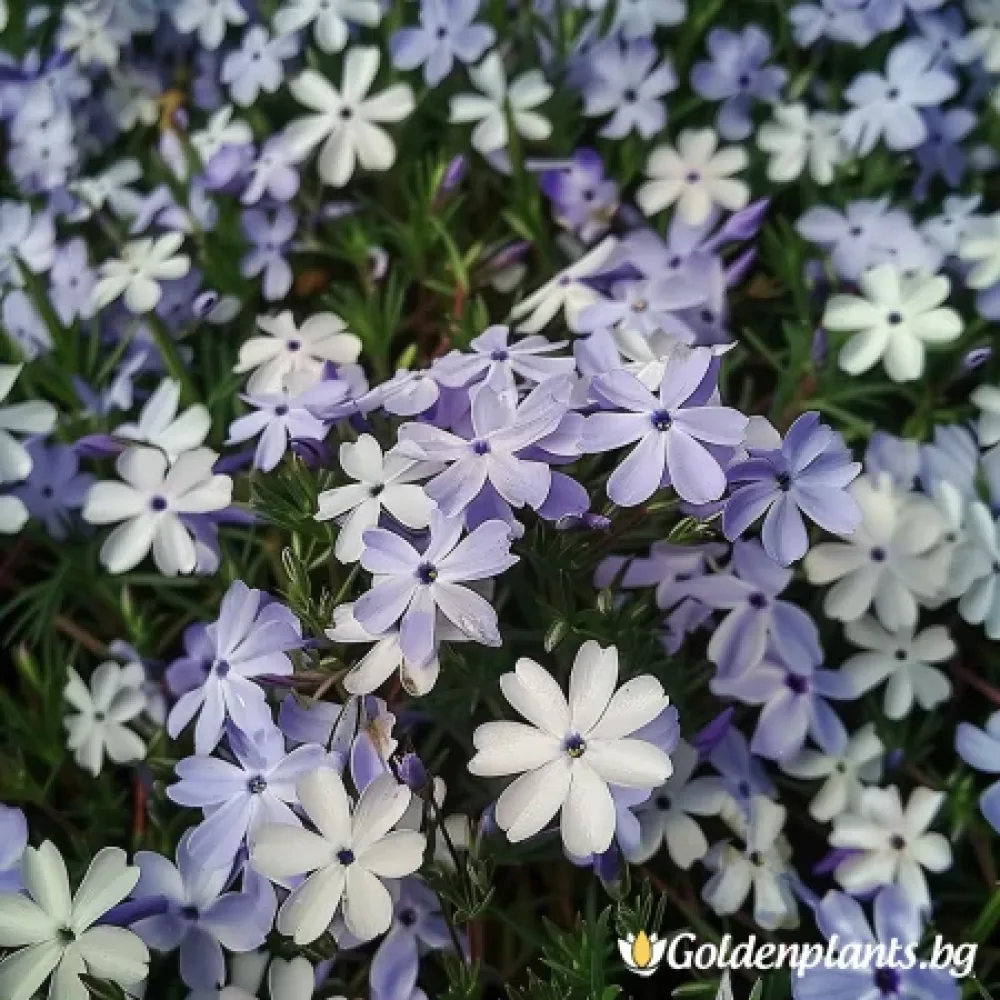Флокс Бавария