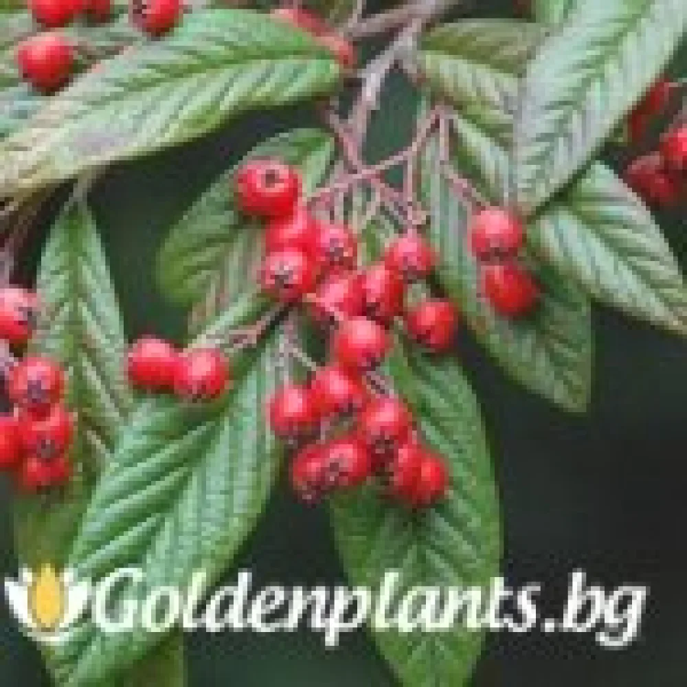 Котонеастър Salicifolia
