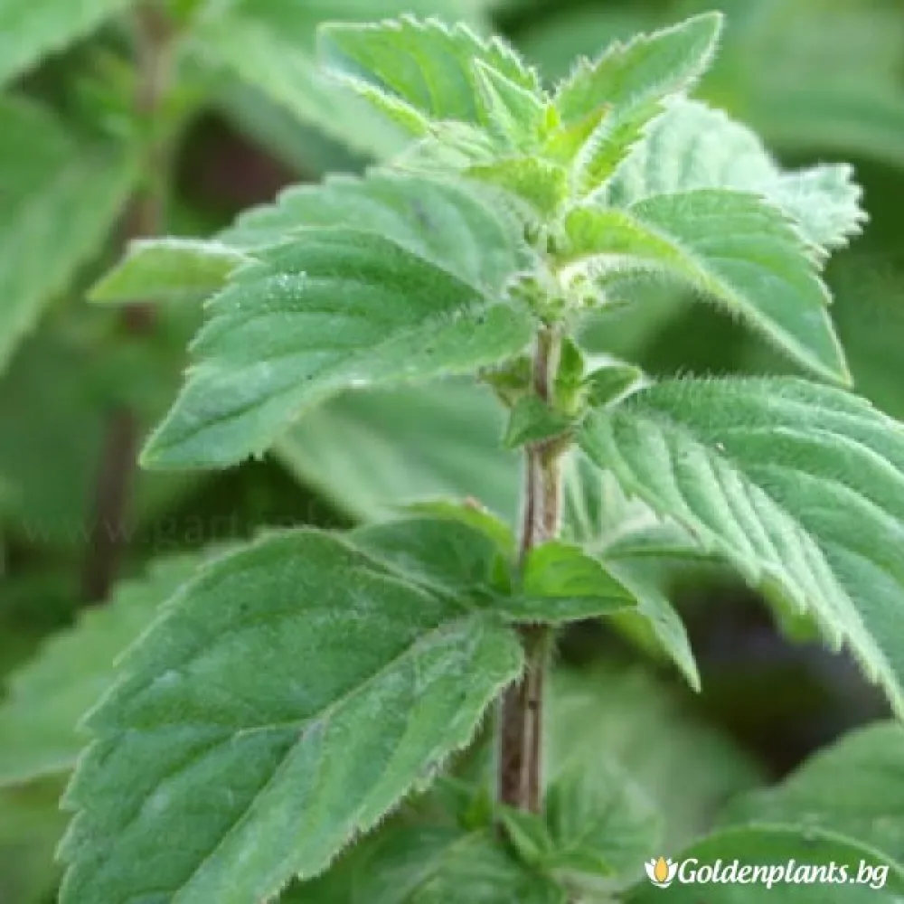Мента Zitronen Mint