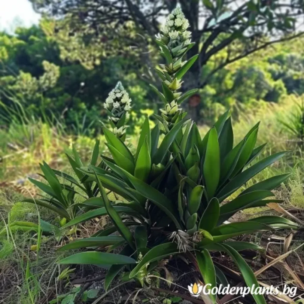 Юка филаментоза