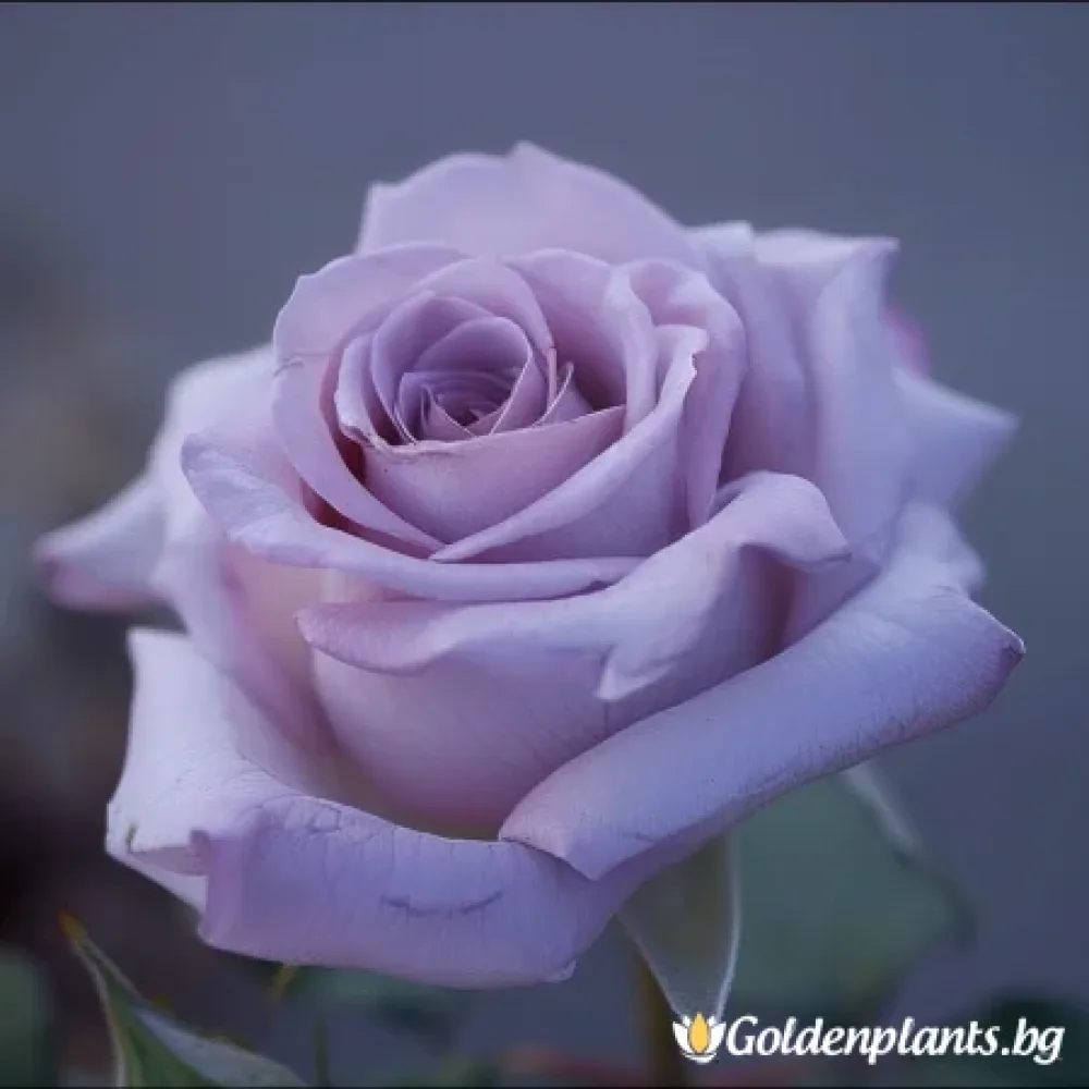 Роза Цъфтяща Симфония - на гол корен