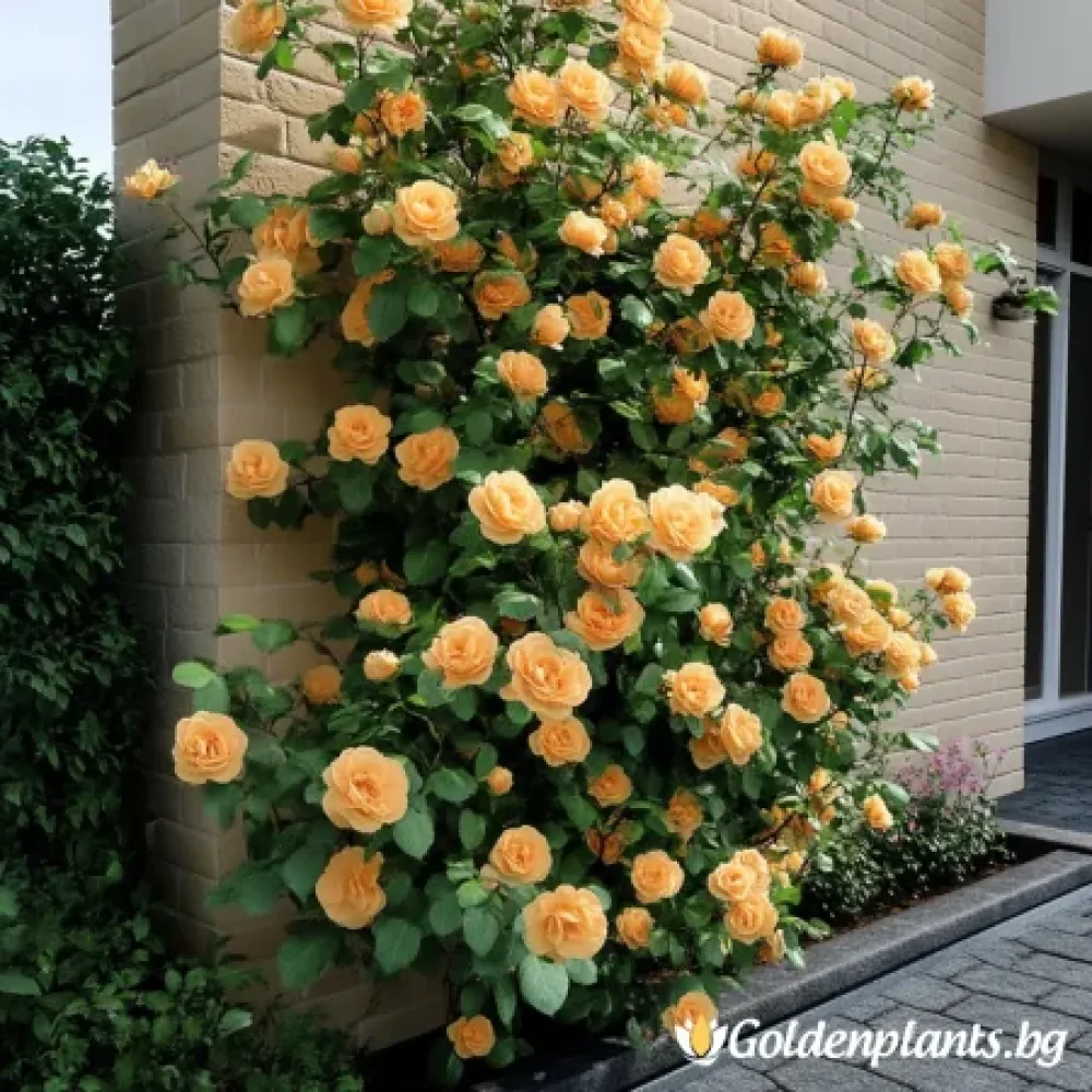Камелия Брашфийлдс Жълта