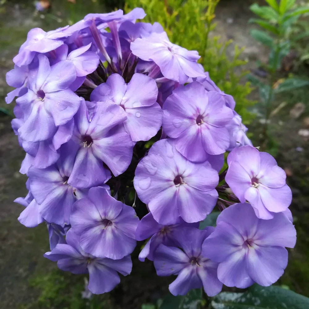 Флокс Синьо Момче