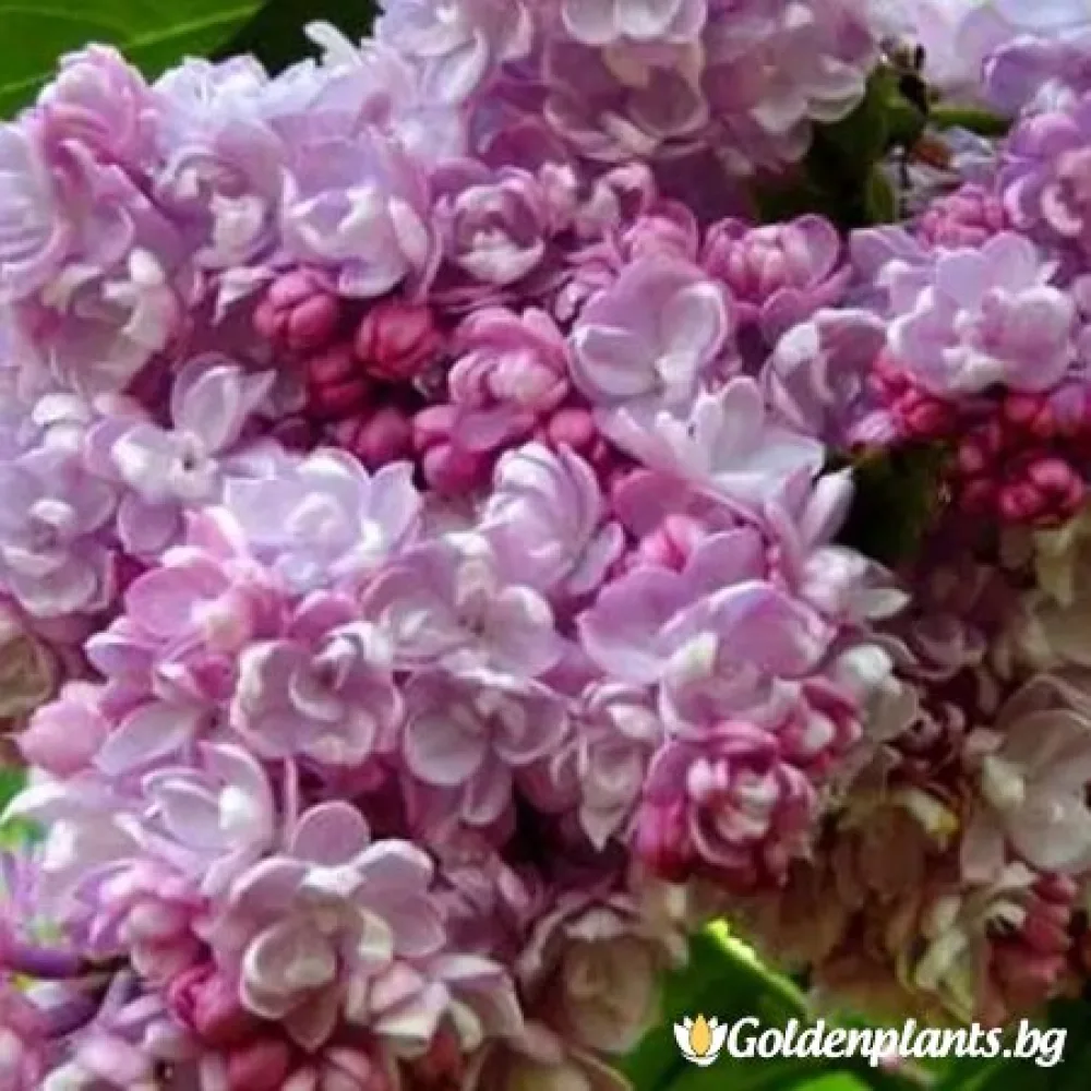 Люляк Колхозница
