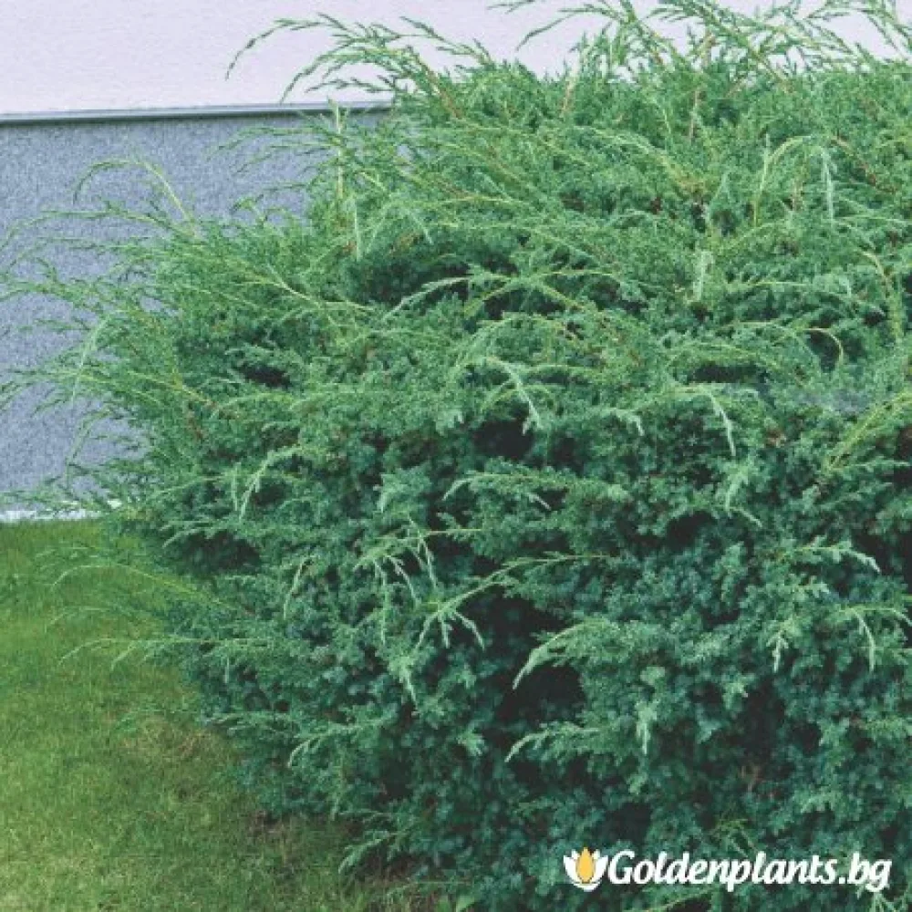 Юниперус Сини Алпи 30-60 см