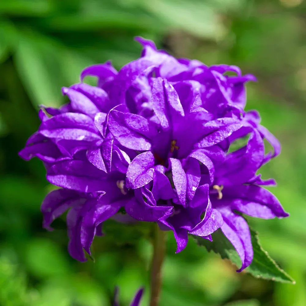 Кичуреста камбанка Акаулис