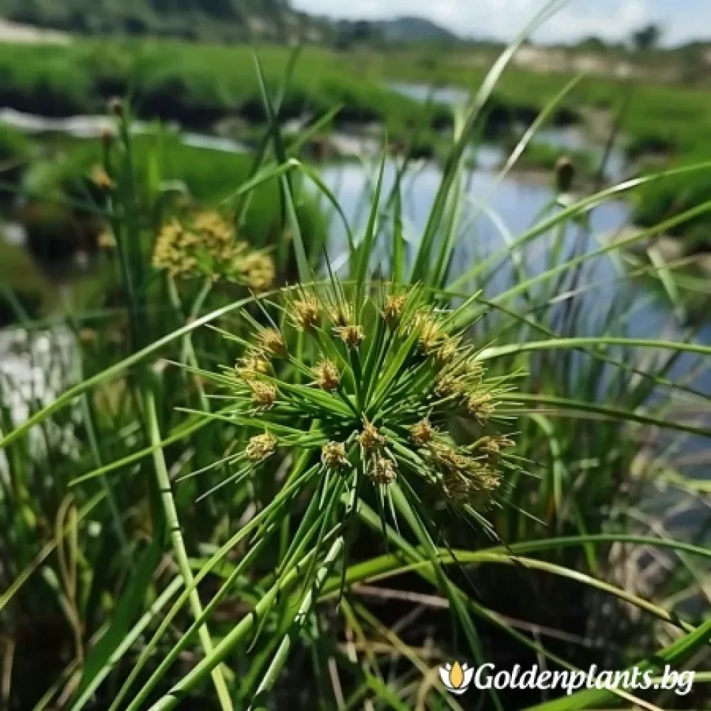 Морски Ситник