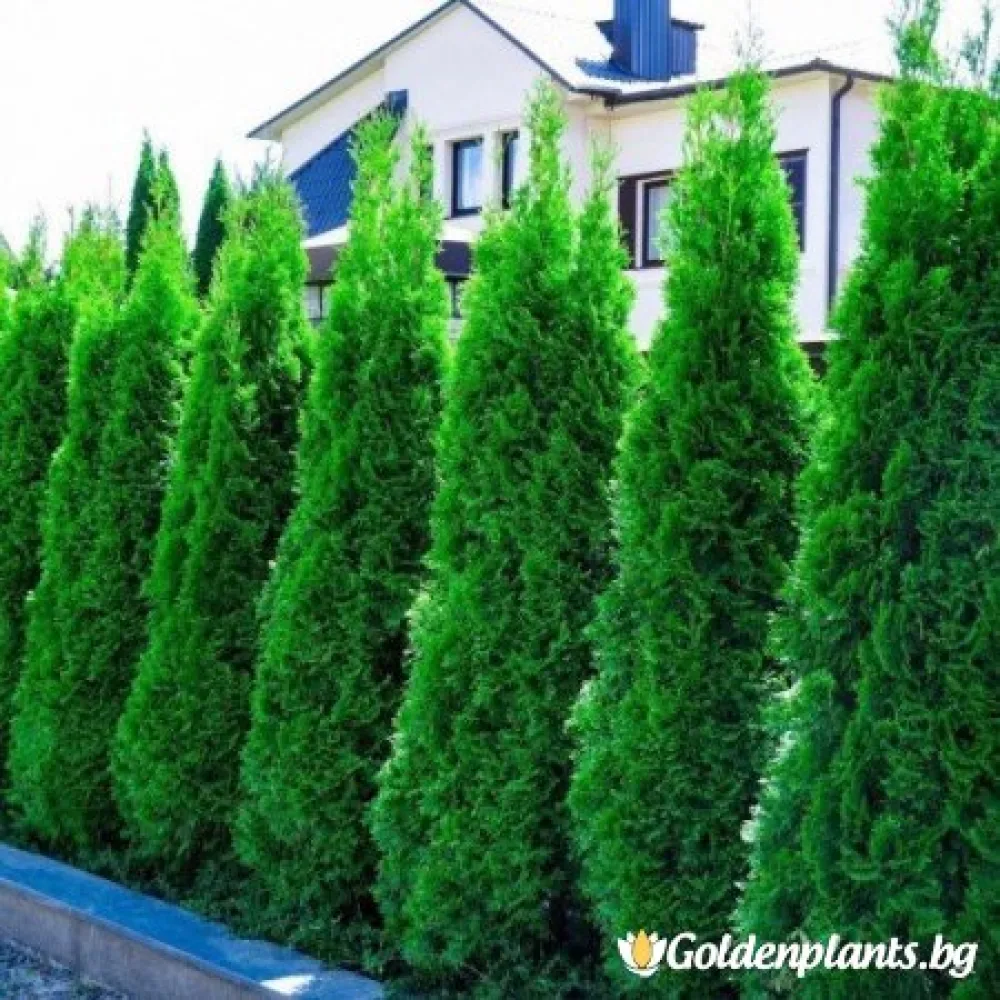 Туя смарагд 15 - 20см
