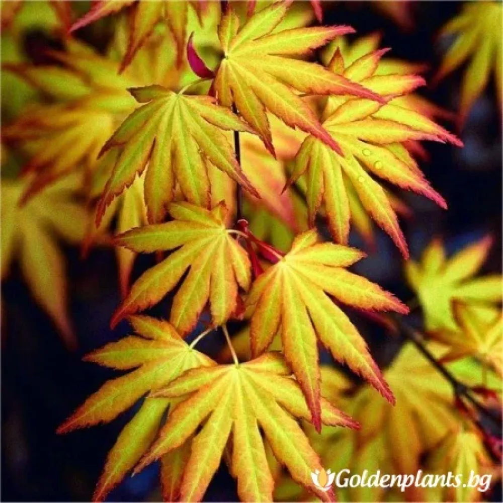 Японски Клен Кацура