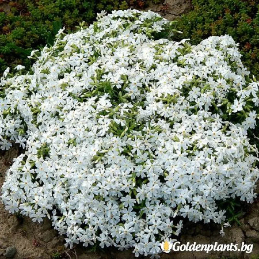 Алпийски Флокс бял