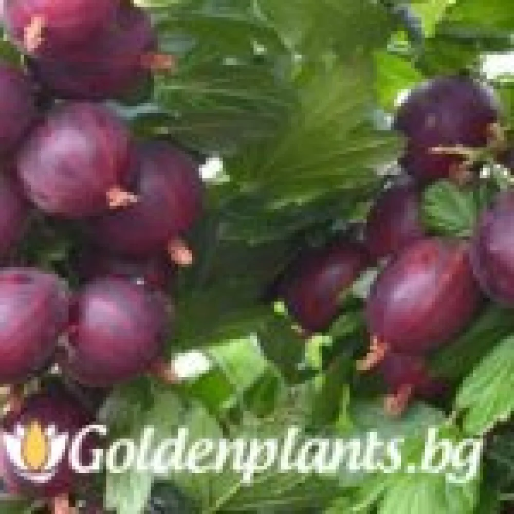 Цариградско грозде Неслуховски