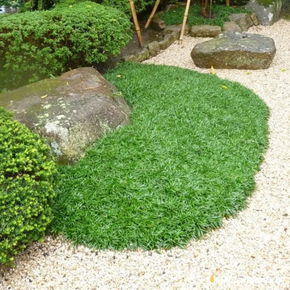 Офипогон Японски Минор