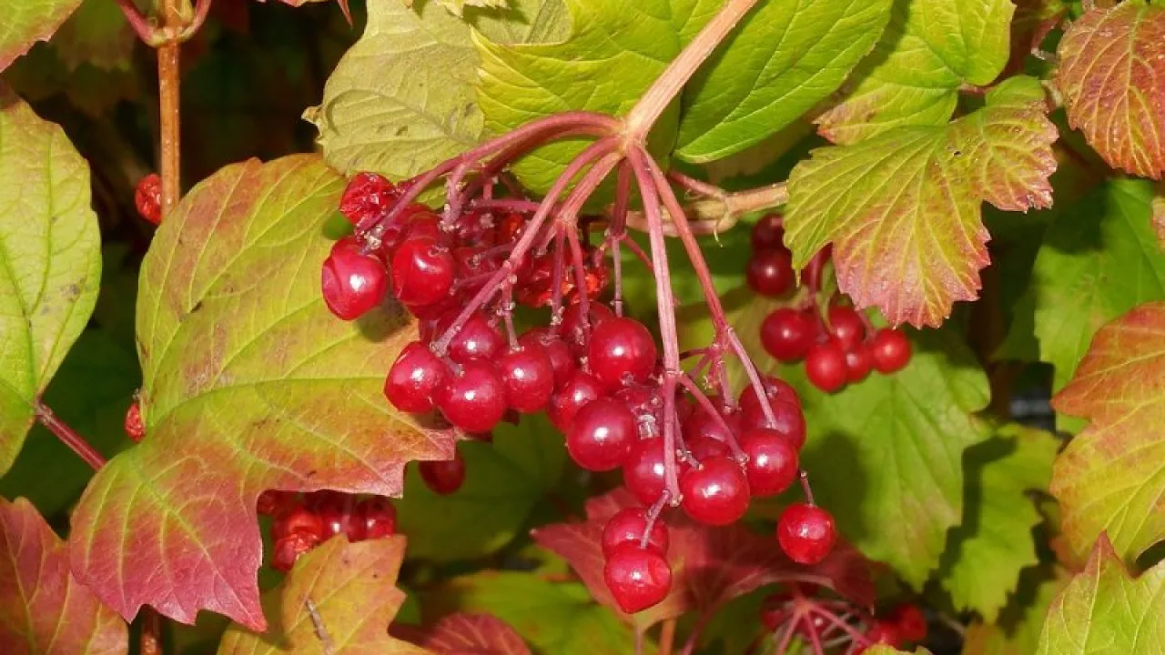 Червена калина - Viburnum opulus