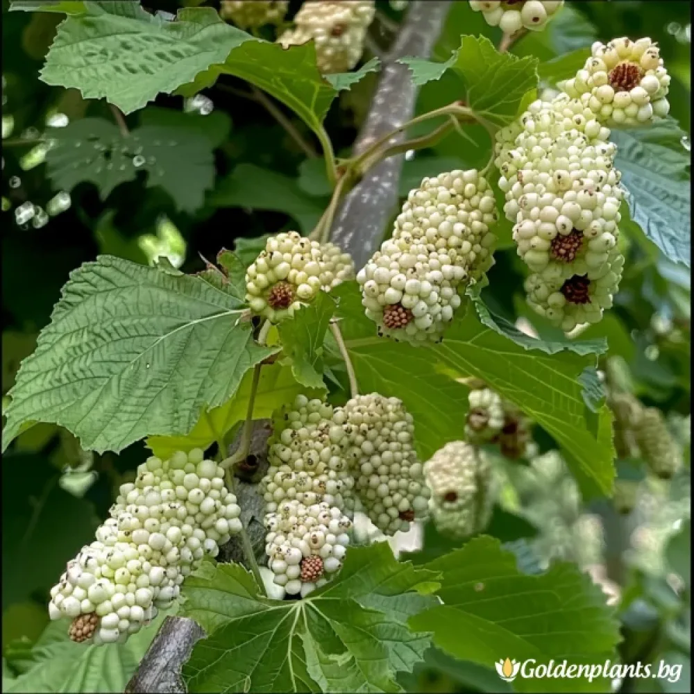 Бяла черница