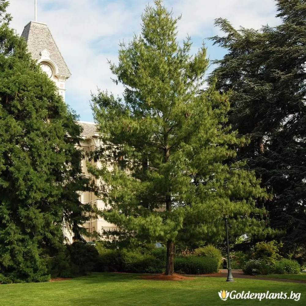 Хималайски бор
