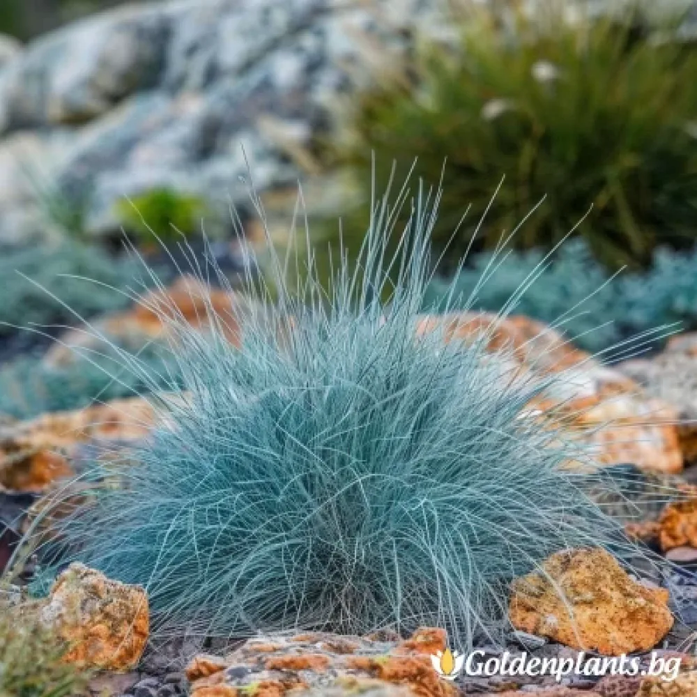 Фестука, синя трева