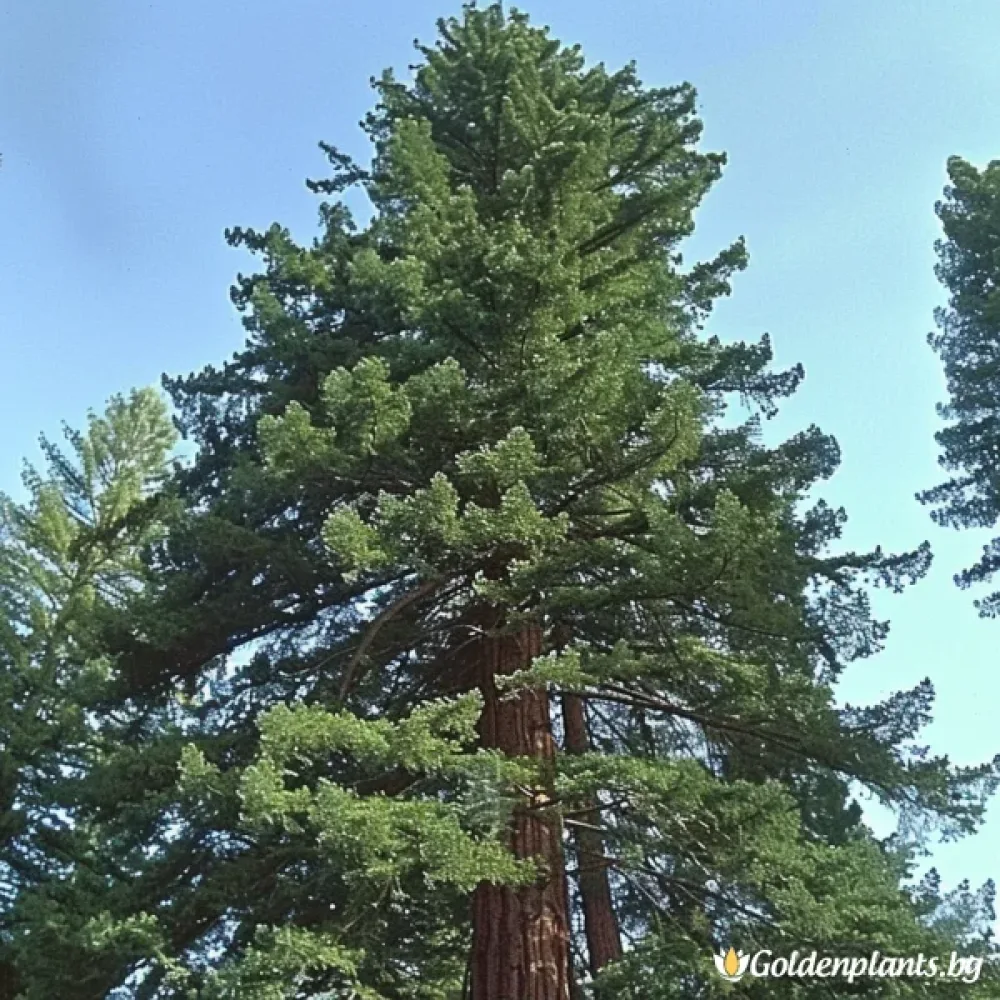 Калифорнийска Секвоя