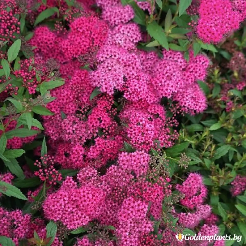 Спирея Японика Дартс ред