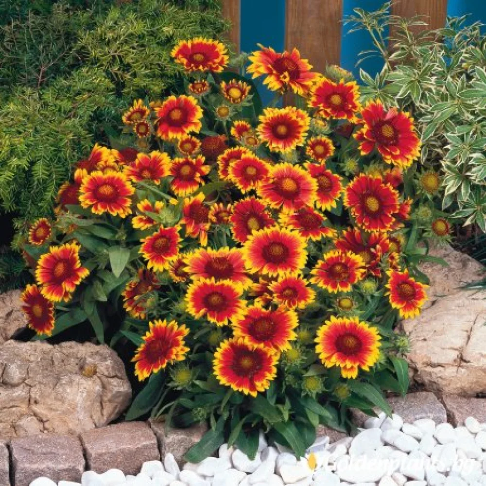 Гайлардия оранжева / Gaillardia /