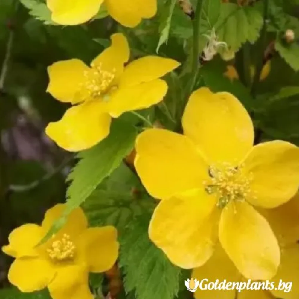 Керия Жълта