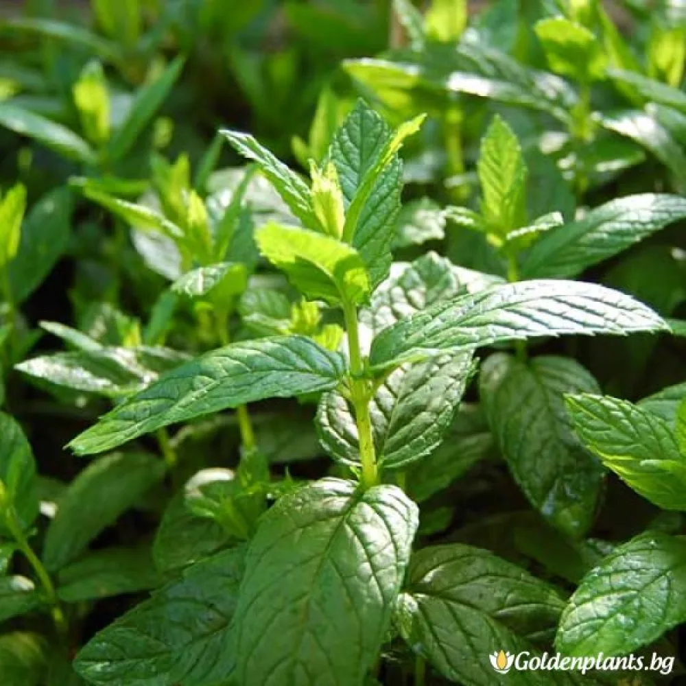 Мента Zitronen Mint